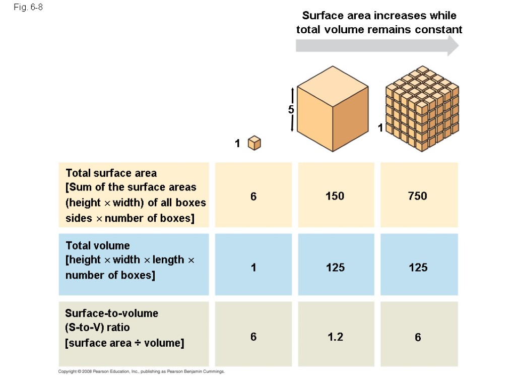 Fig. 6-8 Surface area increases while total volume remains constant 5 1 1 6